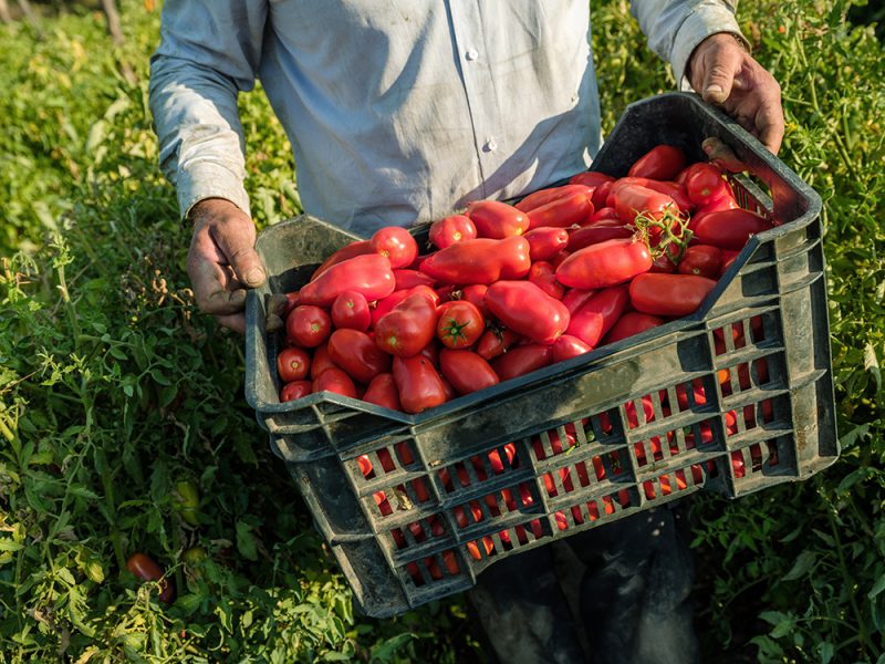 Casa Marrazzo – Italy's Finest San Marzano – Maiolika SG