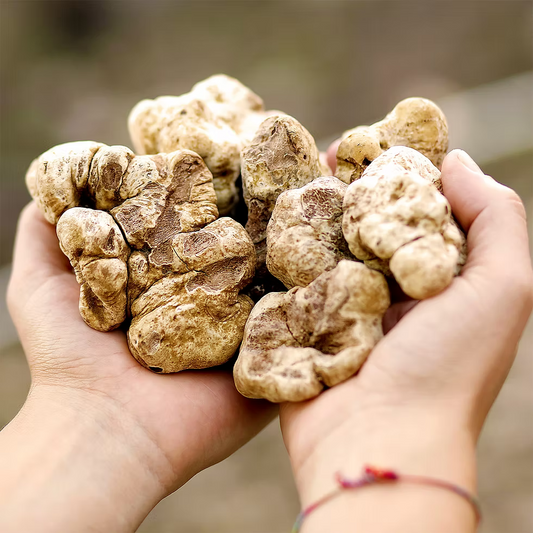 Fresh White Truffles 40-50g