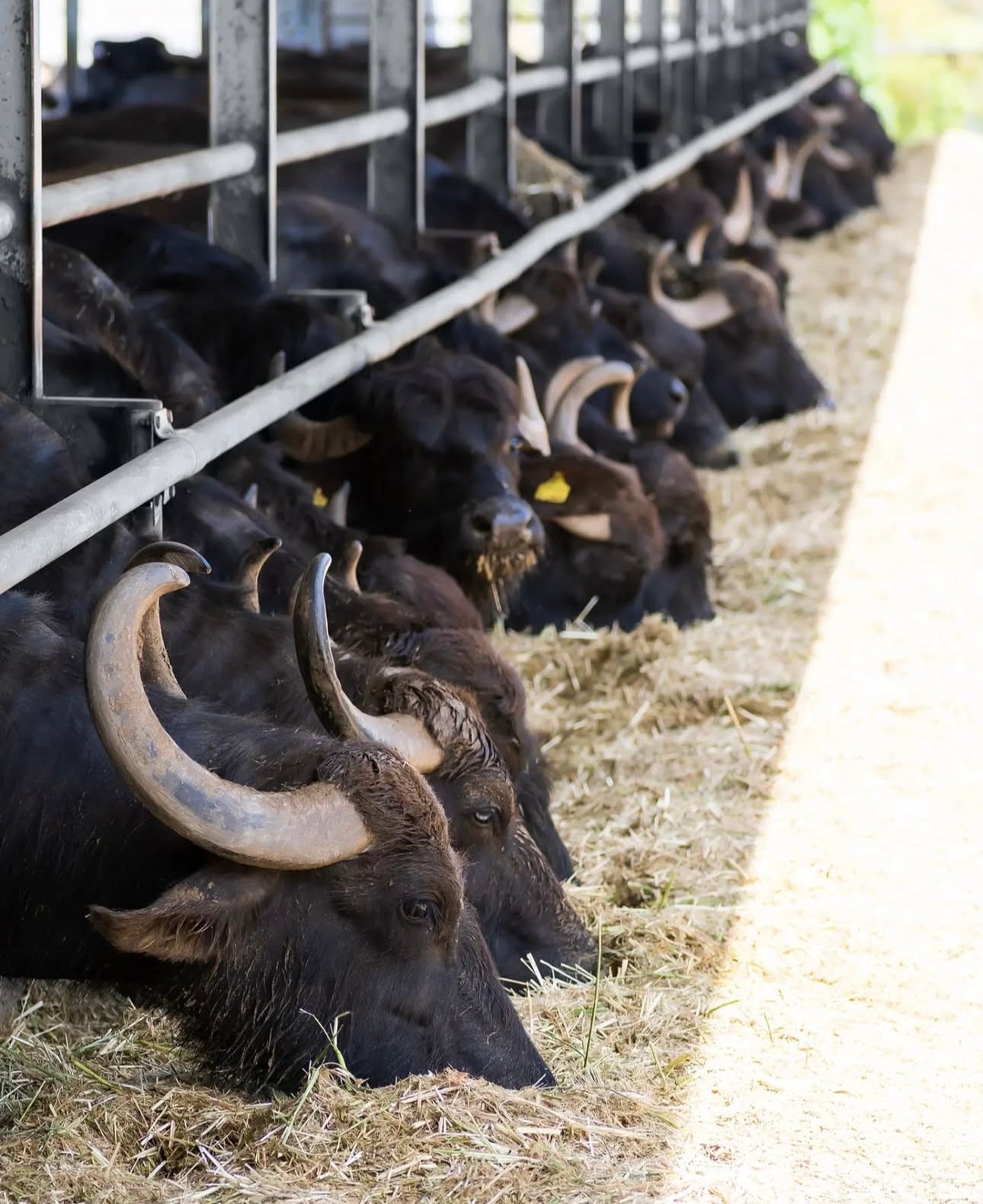 Artisanal Buffalo Butter 200g