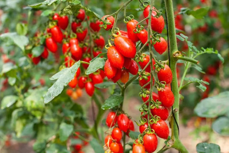 Datterino Canned Tomatoes 400g