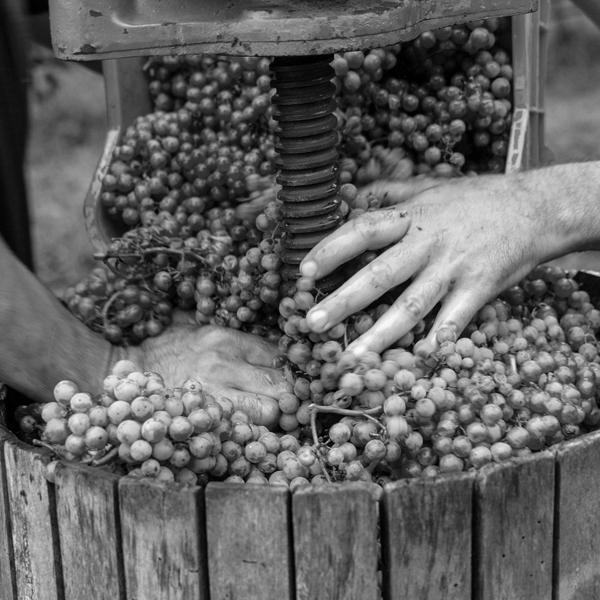 GUERZONI Balsamic Vinegar of Modena 250ml Organic Biodynamic