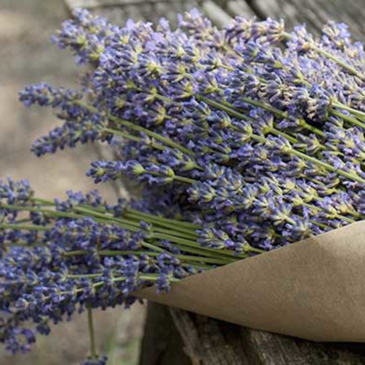 Organic Sicilian Lavender in Stem 25g