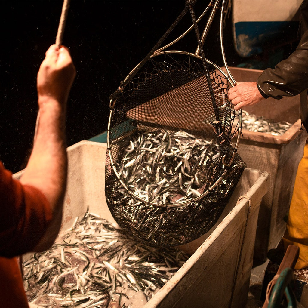 ARMATORE Preserved Fish