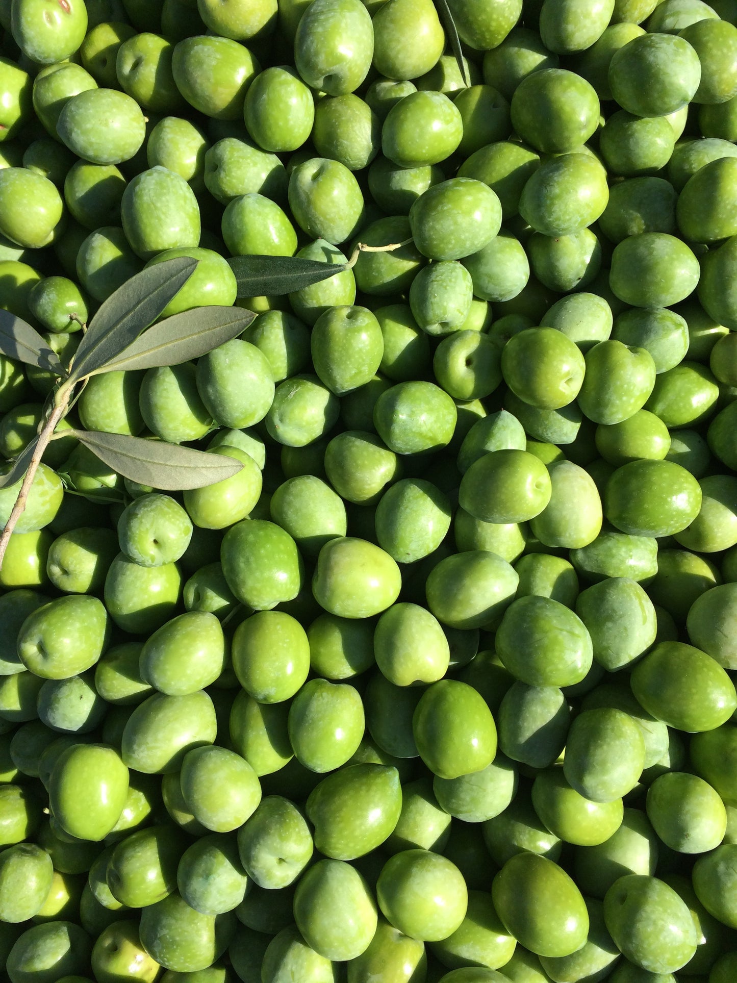 Sicilian Green Olives