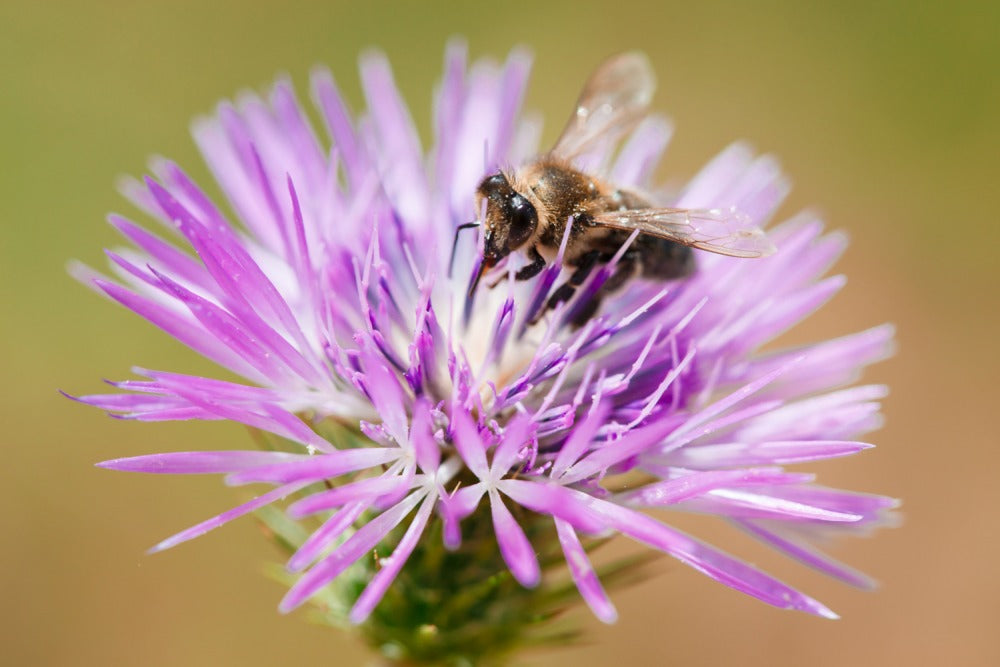 Wild Thistle Raw Honey 250g