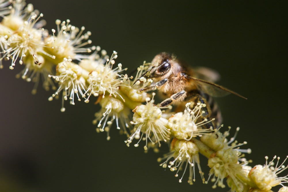 Chestnut Raw Honey 250g