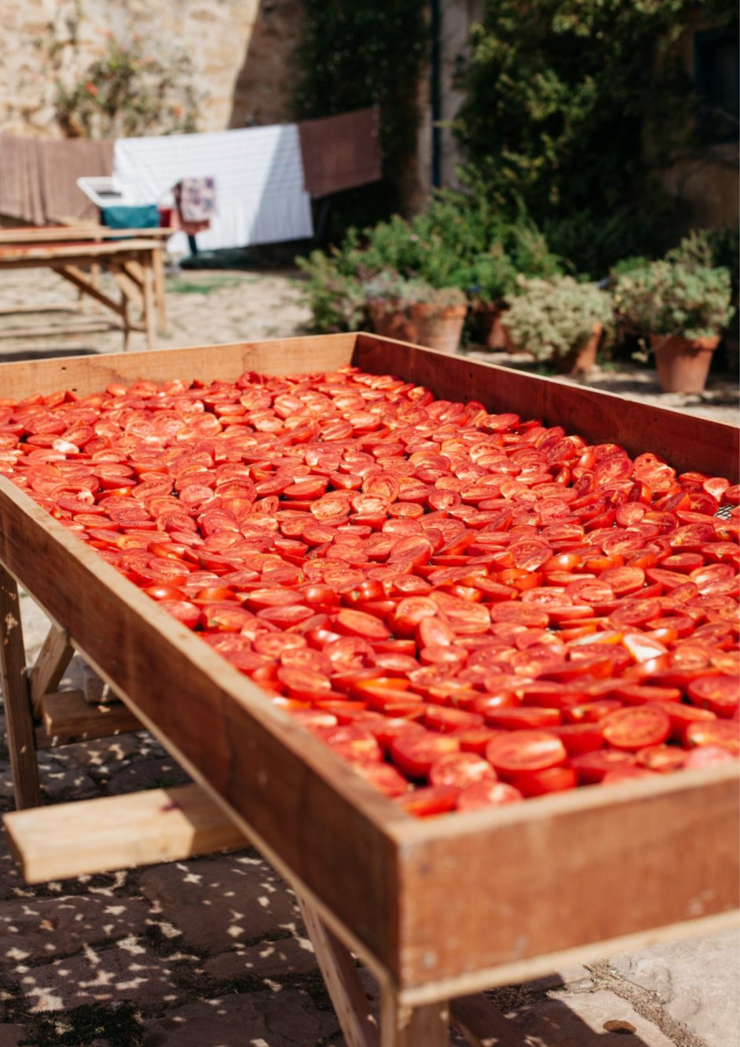 Tomato Concentrate