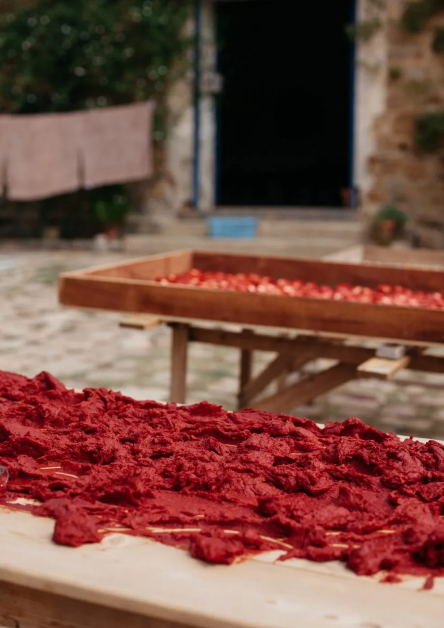 Tomato Concentrate