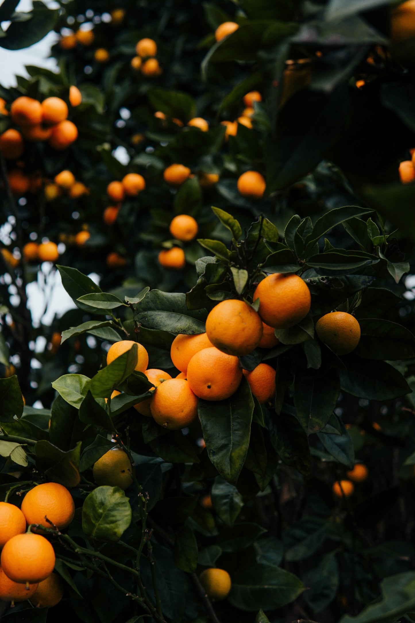 Orange Fruit Liquor 70cl