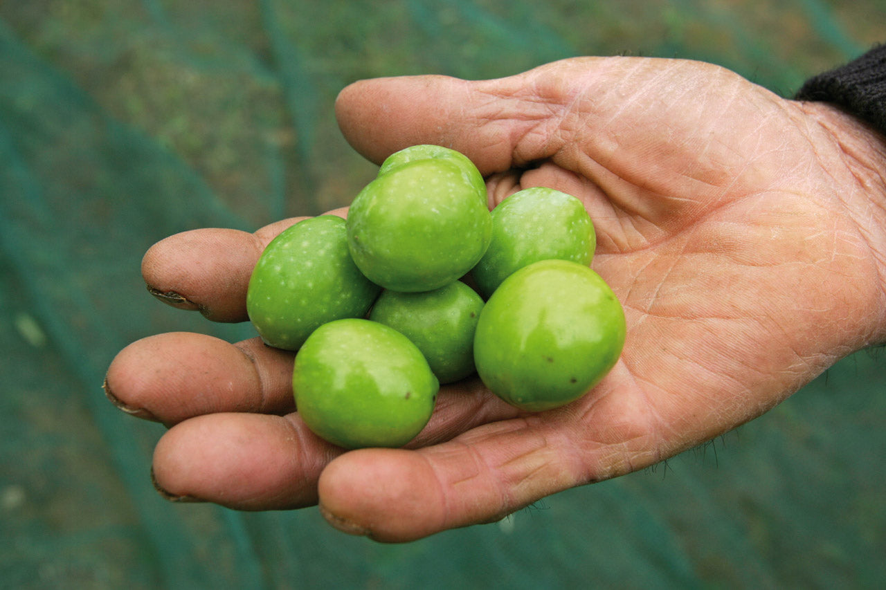 Sicilian Green Olives