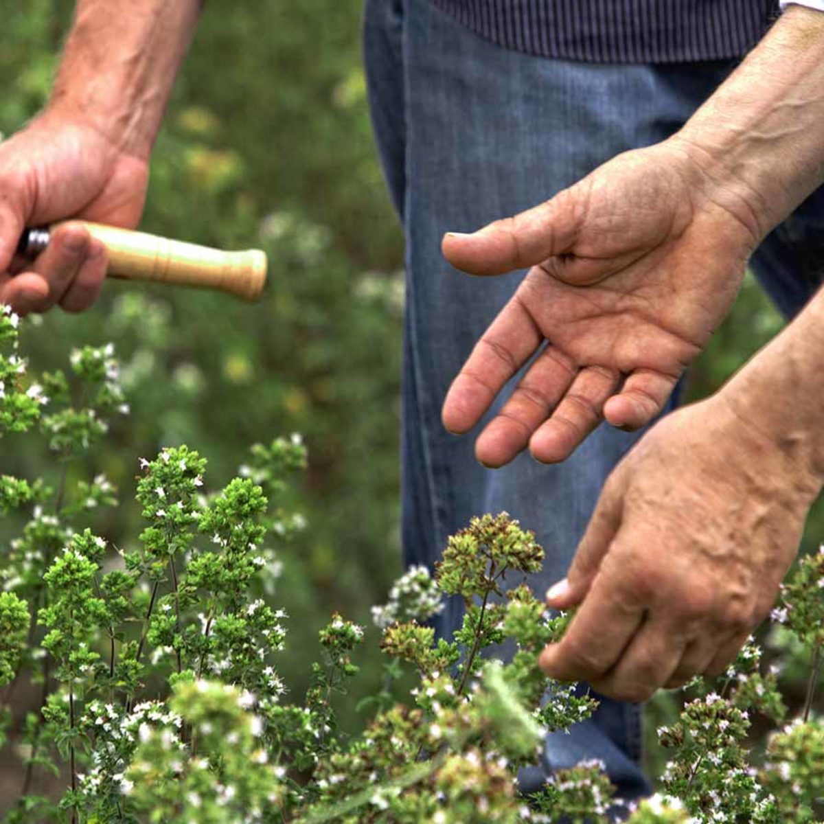 Organic Sicilian Oregano in Stem 25g