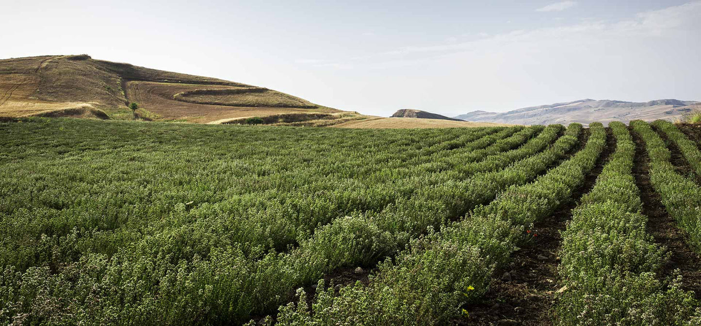 Organic Sicilian Oregano in Stem 25g