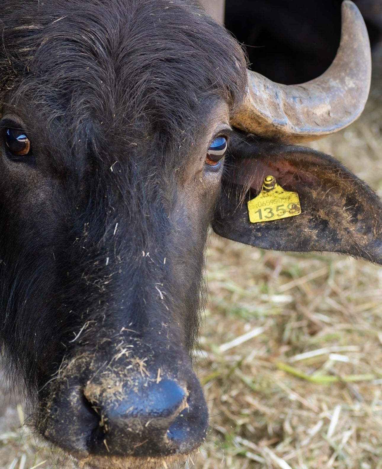 Artisanal Buffalo Mozzarella DOP 2X125g