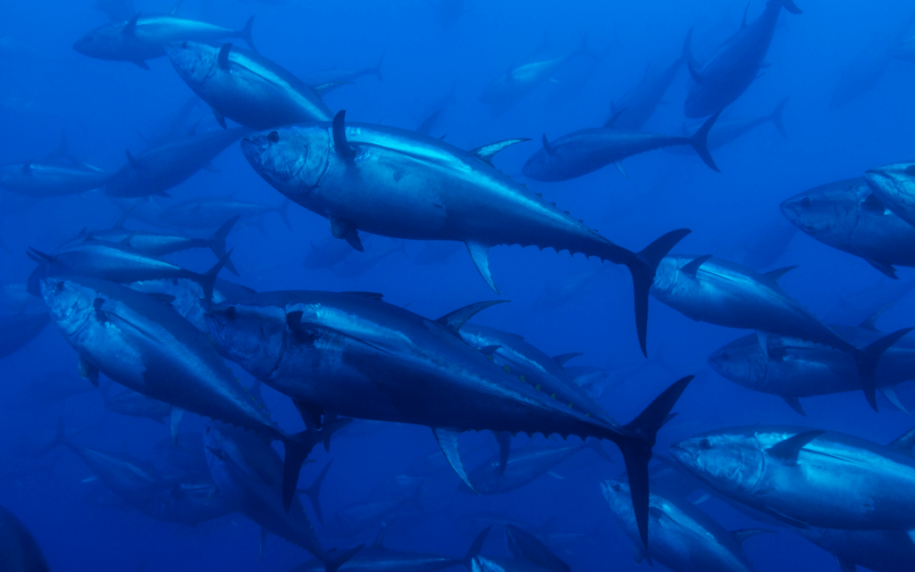 Bluefin Tuna in Olive Oil 110g