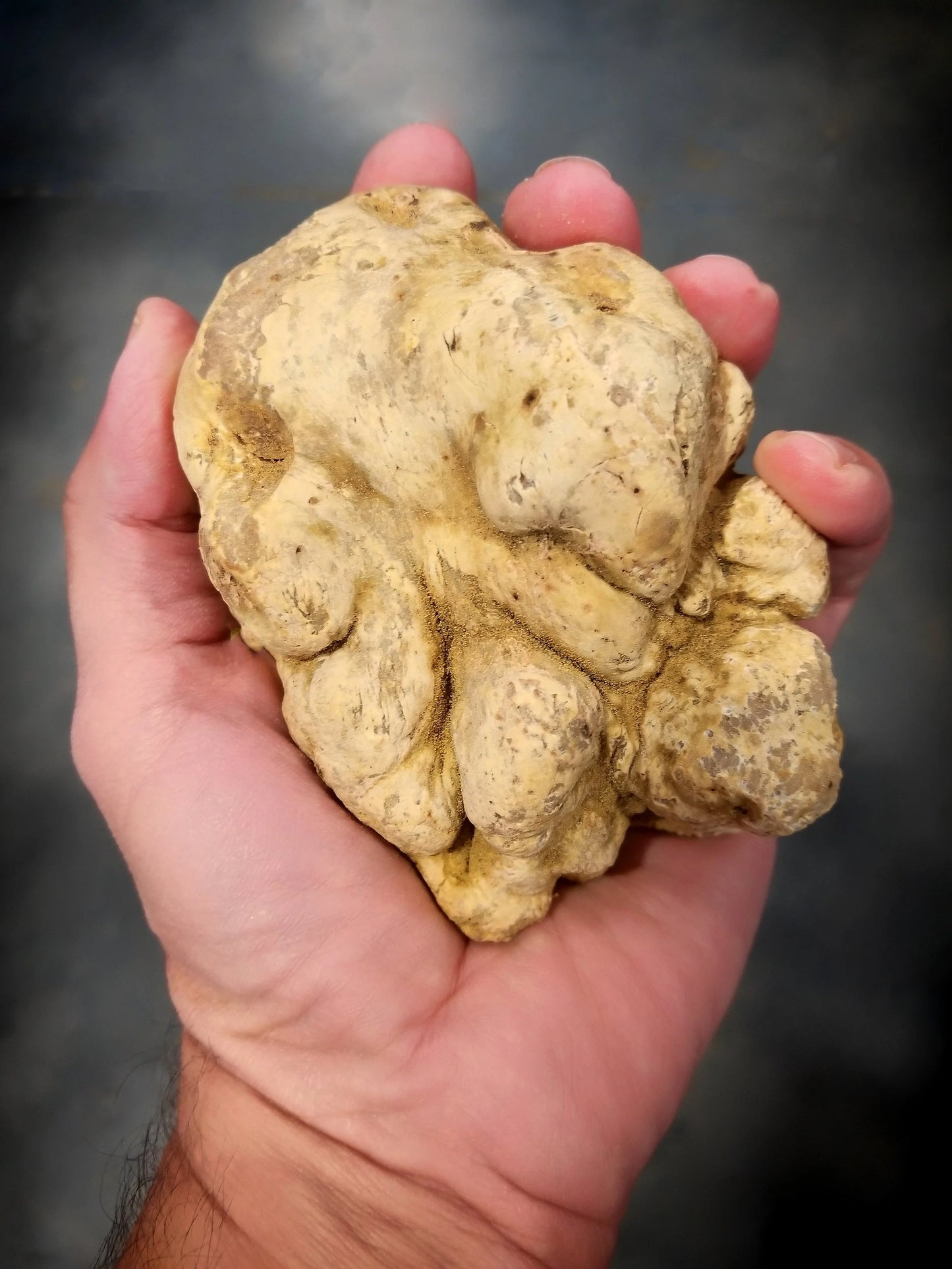 Fresh White Truffles 40-50g