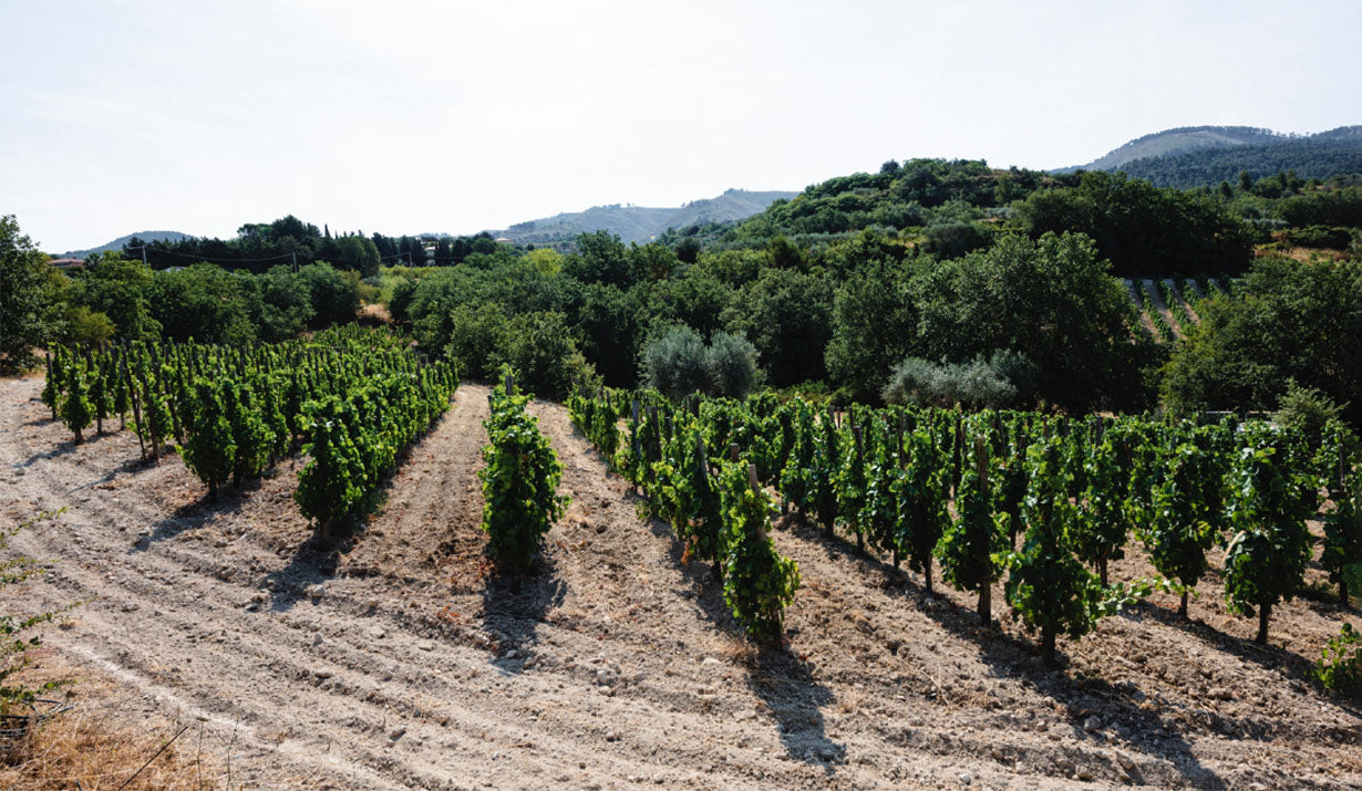 Grotte Alte Cerasuolo di Vittoria Classico DOCG 2019